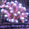 Stylophora pistillata polypes verts  7-10 cm